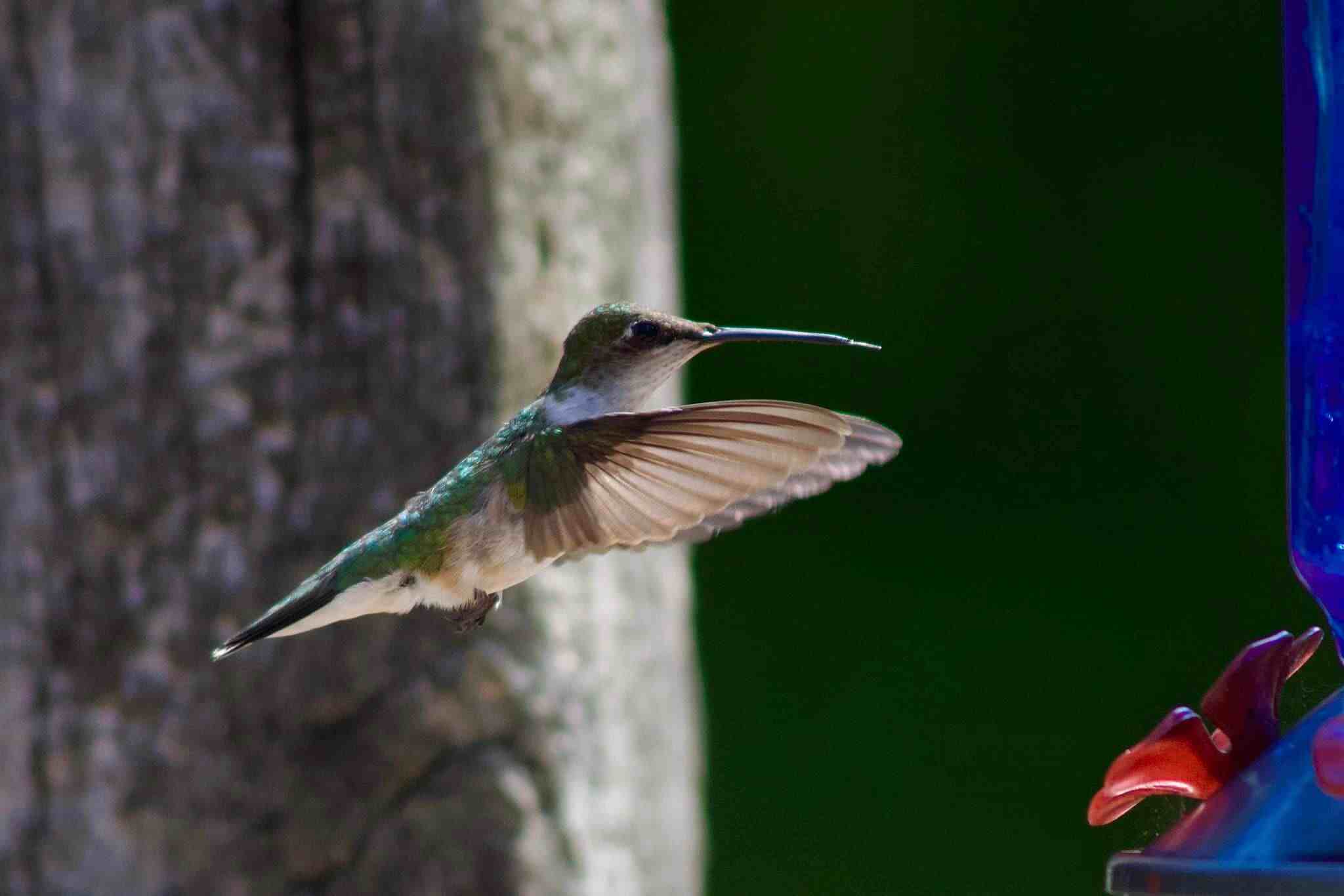 Hummingbird Mid-Flight